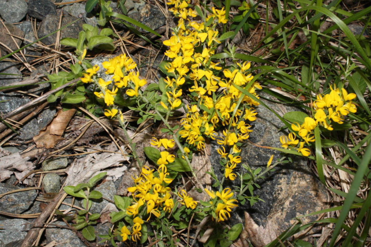 Genista pilosa